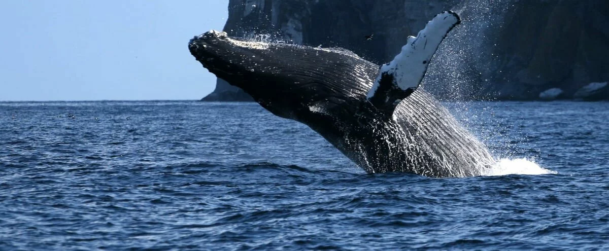 Les baleines arrivent tôt cette année en Gaspésie